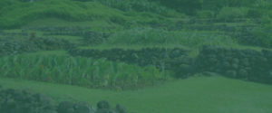 Preserving Hawaiian Culture